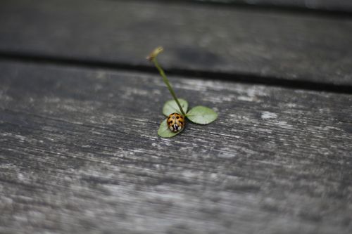 ladybug red four leaf clover