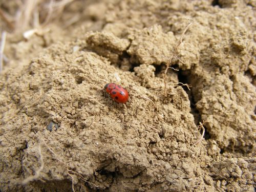 ladybug insects bug