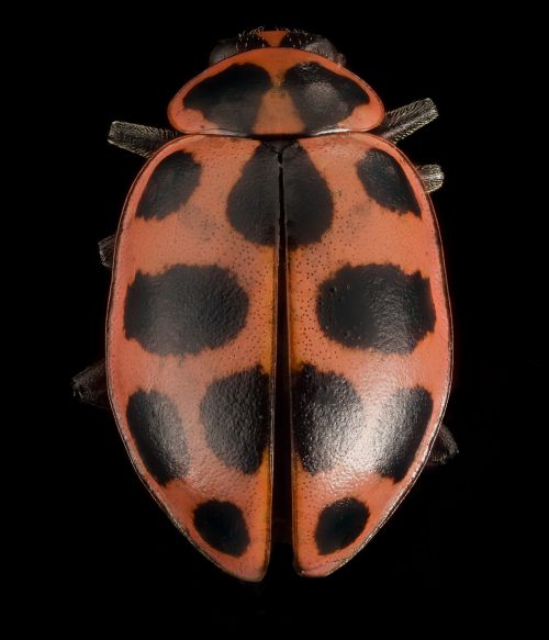 ladybug spotted lady beetle macro
