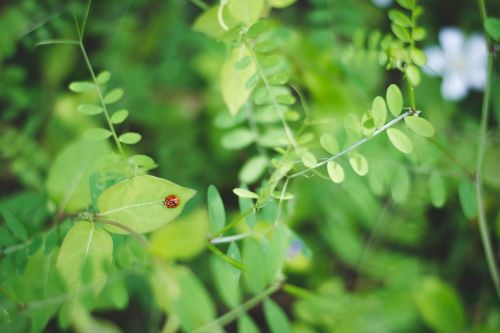 ladybug leaves plants