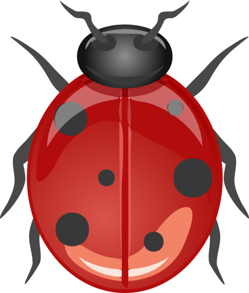 ladybug beetle lucky ladybug