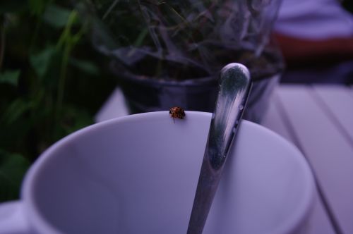 coffee outdoor ladybug