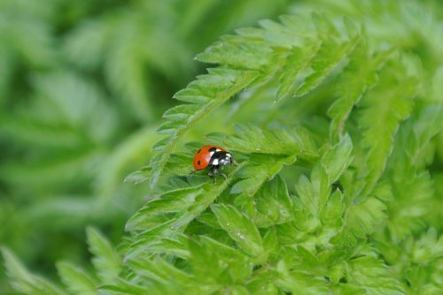 ladybug plant insect