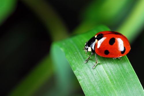 ladybug insects affix