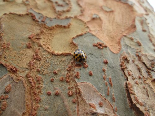 Ladybug Macro 1