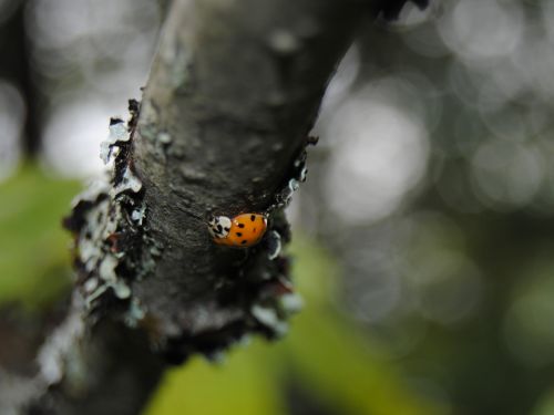 Ladybug On A Branch