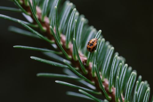 ladybug pupa pine tree ladybug
