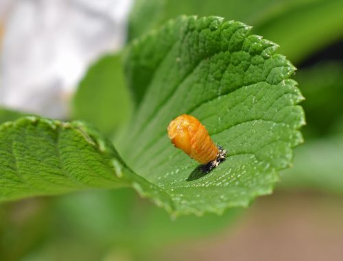 ladybug pupa leaf underside close-up