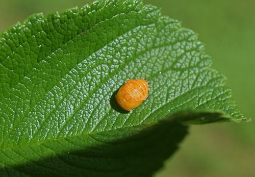 ladybug pupa leaf underside close-up