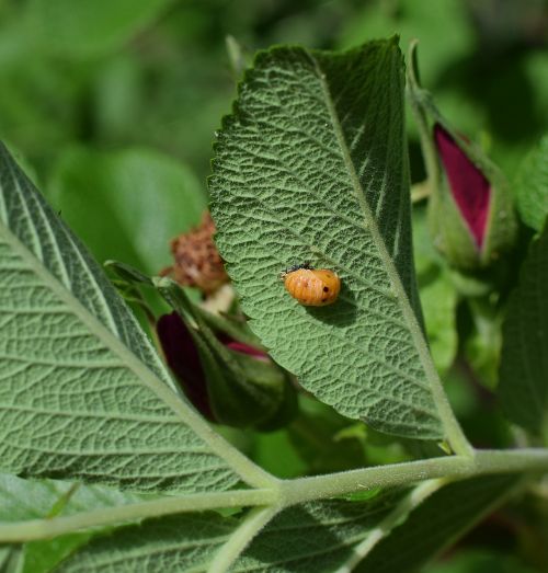 ladybug pupa leaf underside close-up