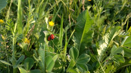 ladybugs food agriculture