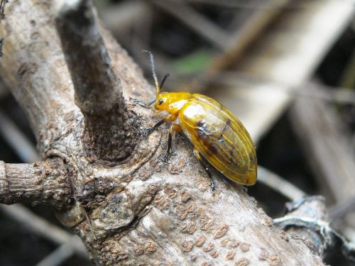 ladybugs insects yellow