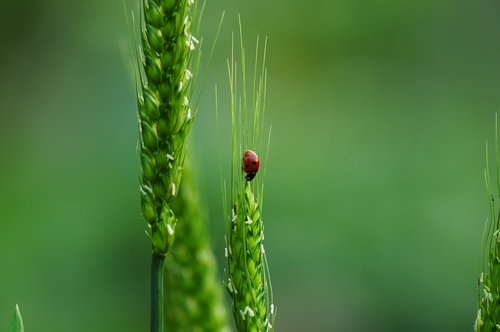 ladybugs  wheat  biodiversity