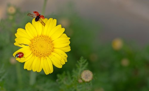 ladybugs  margarita  nature