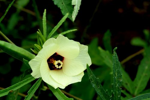 ladyfinger flower green