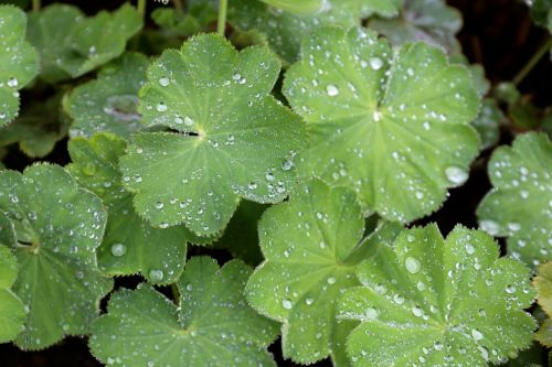 lady's mantle perennial water drops