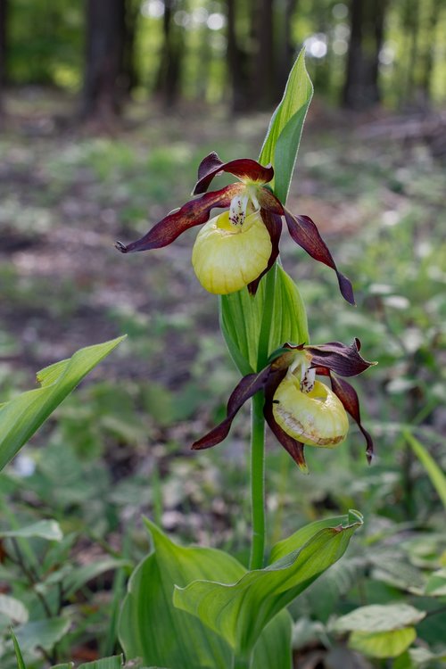 lady's slipper  flower  macro