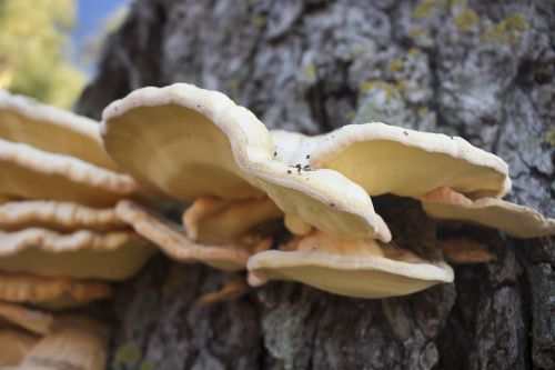 laetiporus mushroom autumn