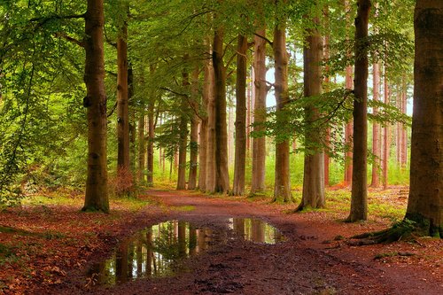 lage vuursche  forest  trees