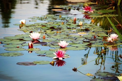 lagoon waterlily water flower