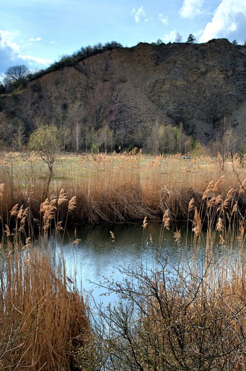 lagoon reeds summer
