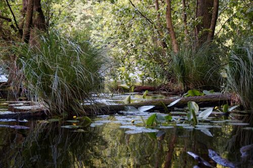 lagoon pond water plants