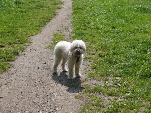 lagotto dog white