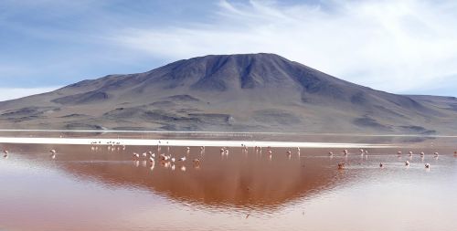 laguna colorada bolivia