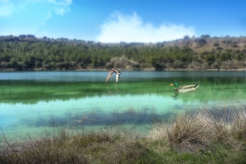 laguna  green  ducks