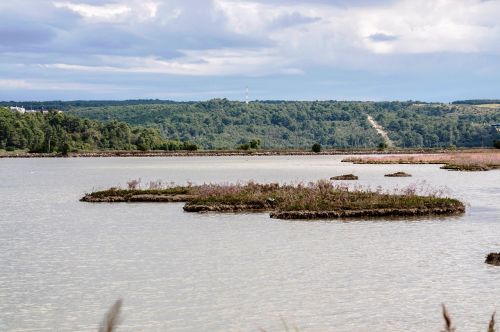 laguna tar nature