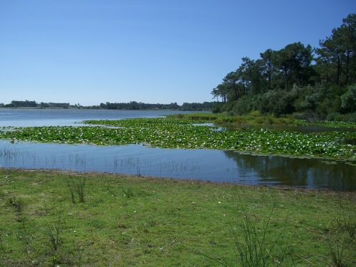 laguna nature lake