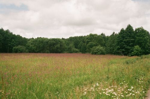 Meadow In June