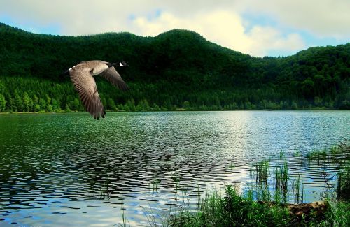 lake mountains vegetation