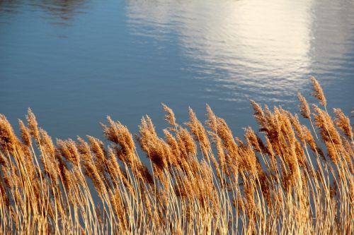 lake pond reed