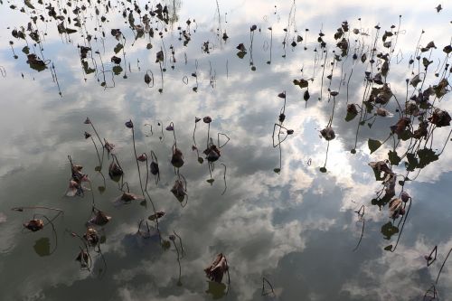 lake lake plant nature