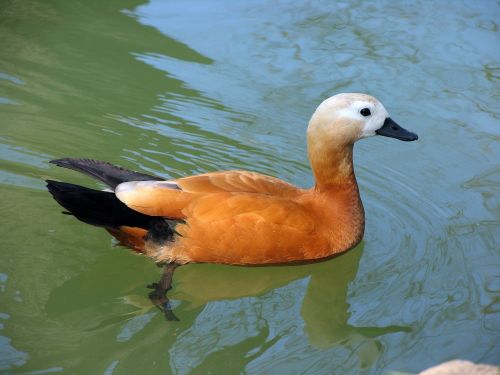 duck lake water