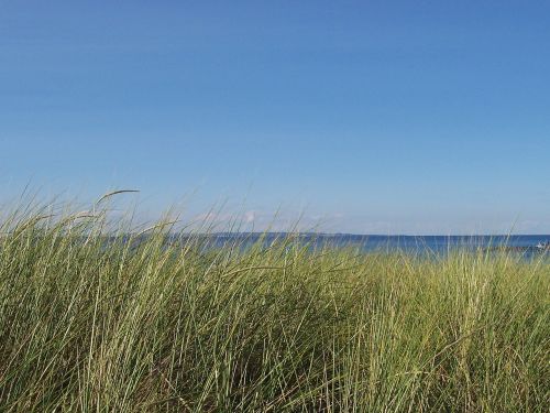 lake beach grass