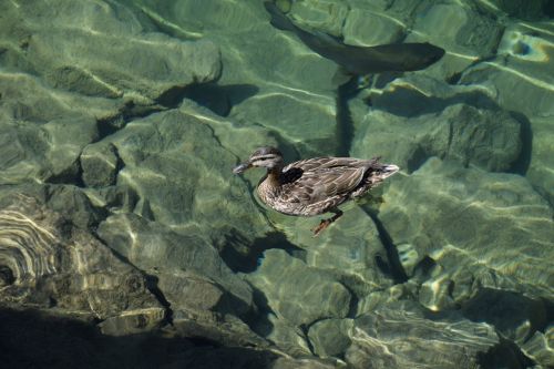 lake fish duck