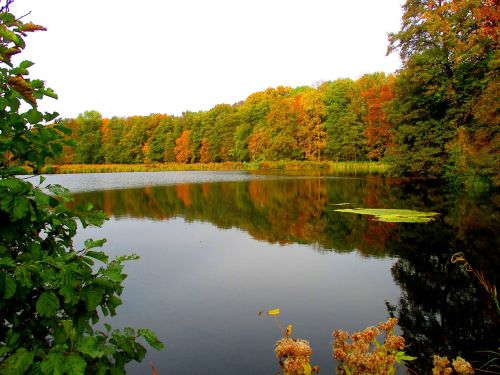 lake forest waldsee