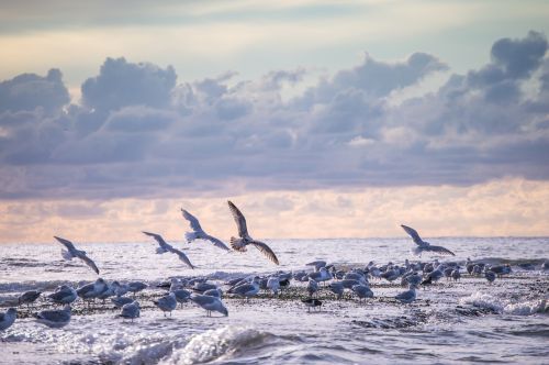 lake sea gulls