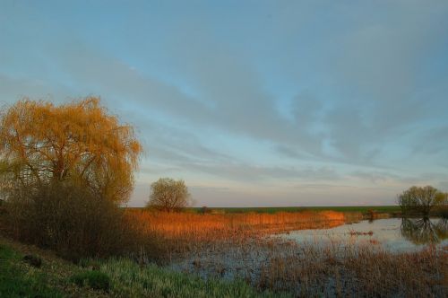 lake swamp reeds