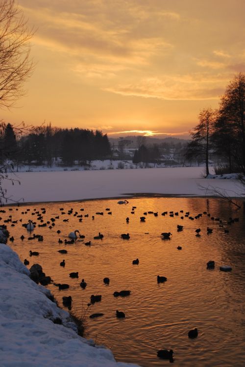 lake ducks birds