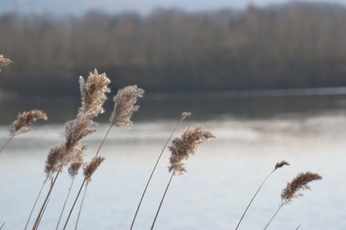 lake reed romance