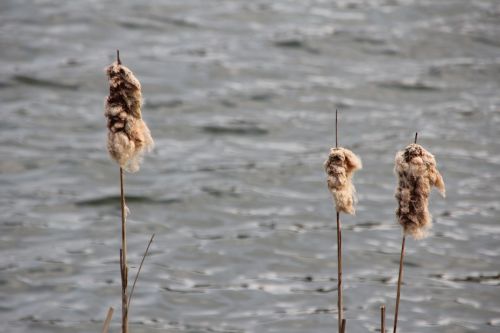 lake plant water