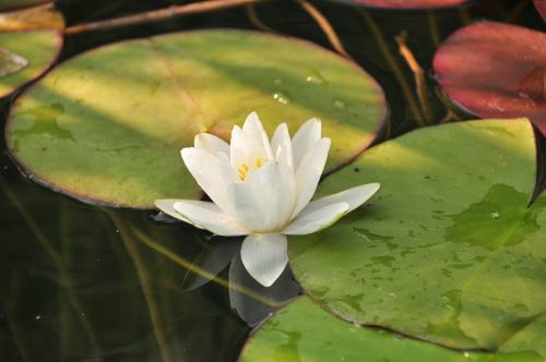 lake nature landscape