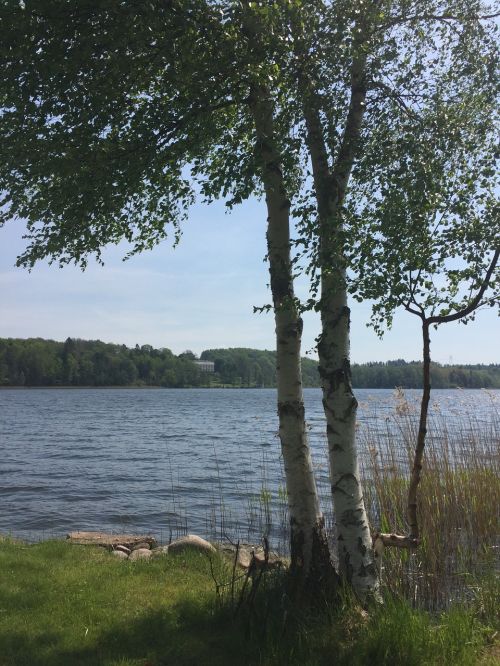 lake birch trees summer