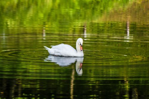 lake water swan