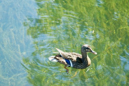 lake duck bird