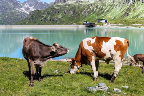 lake reflection cows