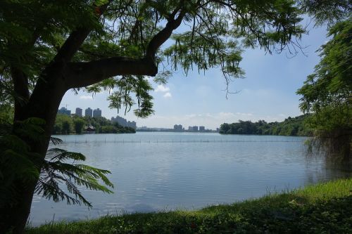 lake trees green